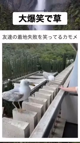 おもしろ動画#かもめ #海外 #面白い動画 