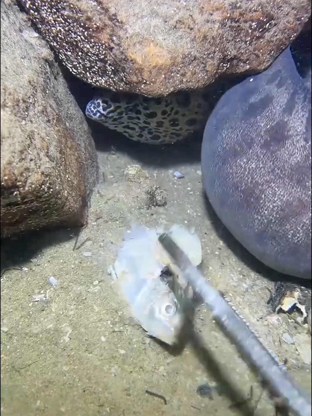 #fishing #eels #diving #crab #lobster #beach #deepsea #catchthesea #nature #sea