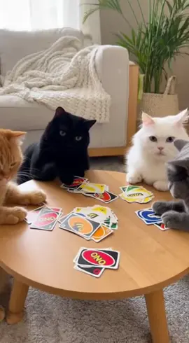 Some cats just don't get along.