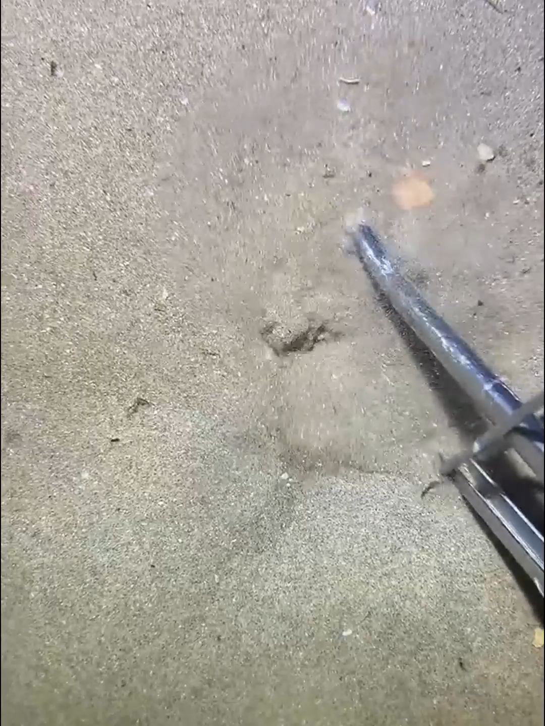 #fishing #eels #diving #crab #lobster #beach #deepsea #catchthesea #nature #sea