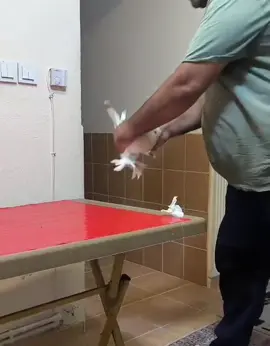 Yeşil yavru#zirveyeçıkar #1milyontakipci #beniöneçıkart #takiptekalın #keşfettttt 