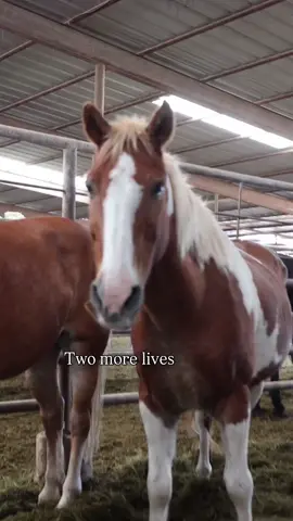 Two more lives. I cannot leave without them I just can’t. I’m shaking and sick to my stomach , the funds aren’t there but I KNOW we can come together and make it happen. Help us with one last hoorah today . WE HAVE A $1,500 MATCH TO HELP SAVE THEM #adoptdontshop  #horselovers  #Horses  #goviral  #rescue 