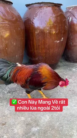 ✅ E nó Đã Ra đi rồi ae ơi 🥰🥰🥰@ĐăngBlack✅ @ĐăngBlack✅(nick mới) @Đăngblack(live)gà✅ @Dang Black #đăngblack #đăngblack_bìnhdương #vôbimientay #vôbitannoi 