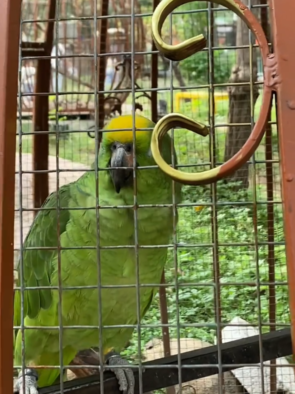 I went to the zoo and found my son with a parrot #TalkingBird# Good place for family fun #foryou #Birds 