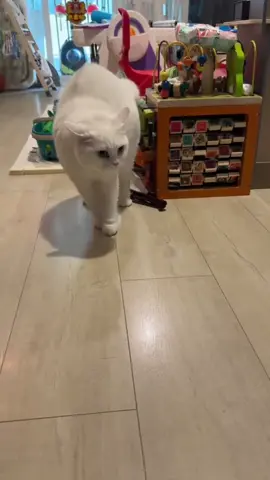 nó nói gì vậy mấy sen 🤣🤣... #mèo #cat #dethuong #xuhuong #TikTokAwardsVN 
