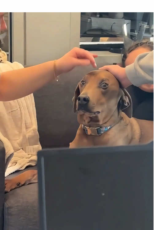 Confused Dog 🤣🤣#dog #foryou #dogsoftiktok #fyp #funnydog #funnyvideos #pet #funnytiktok #funny 