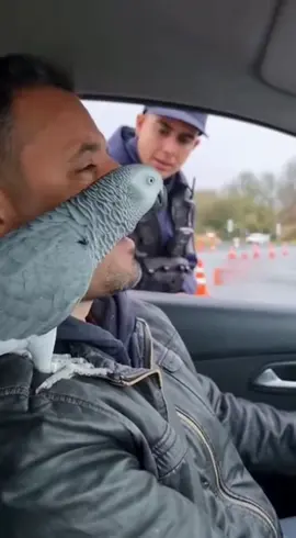Perroquet balance son humain #fyp #polizeikontrolle #perroquet #controledepolice #ai 