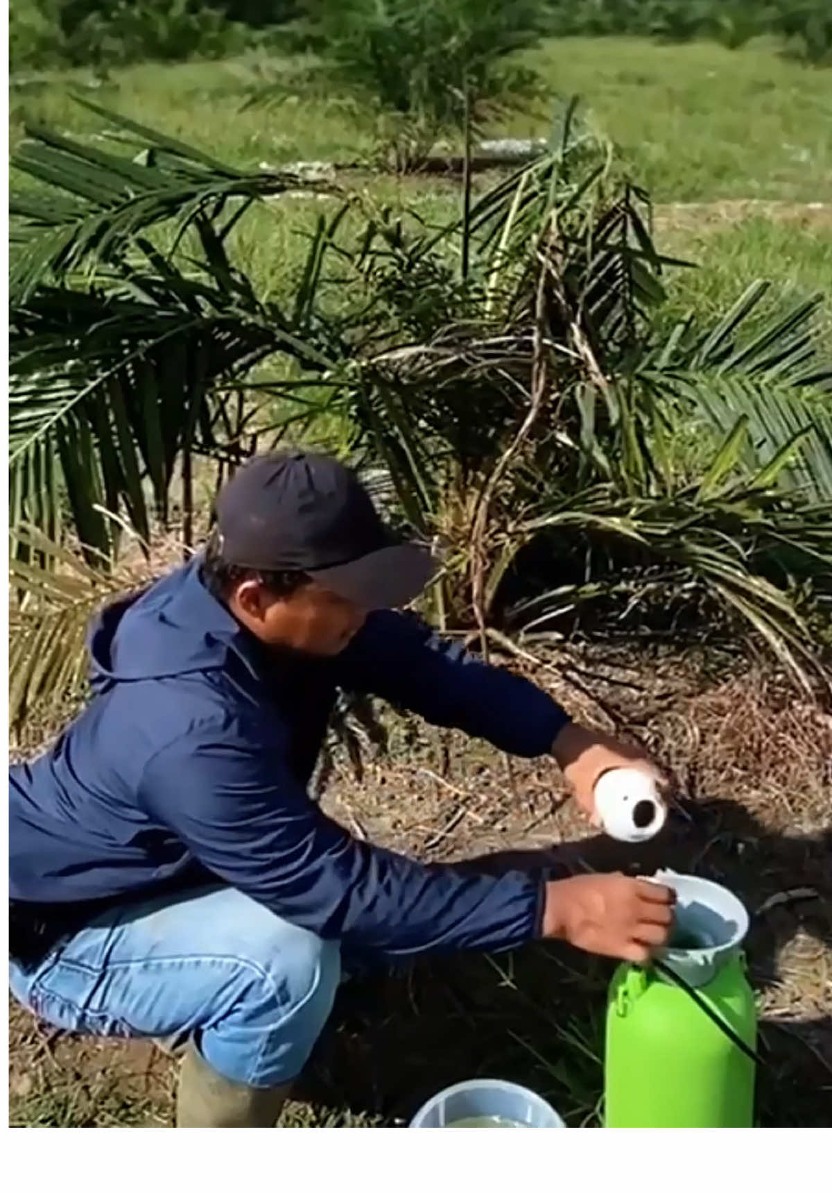 “Aussie – Solusi pertama di Indonesia atasi jamur ganoderma & busuk akar pada kelapa sawit!” #Aussie