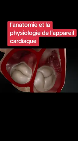 l'anatomie et la physiologie de l'appareil cardiaque. 