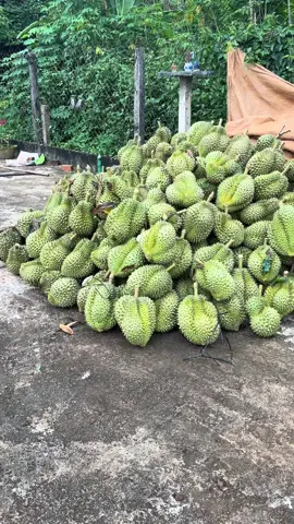 #sauriengdaklak #saurieng #xh #giasaurienghangngay Mẫu này đổ nợ rồi