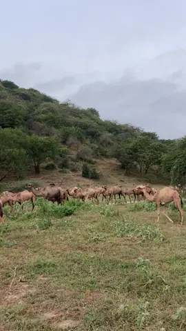 الابل عشق لاينتهي