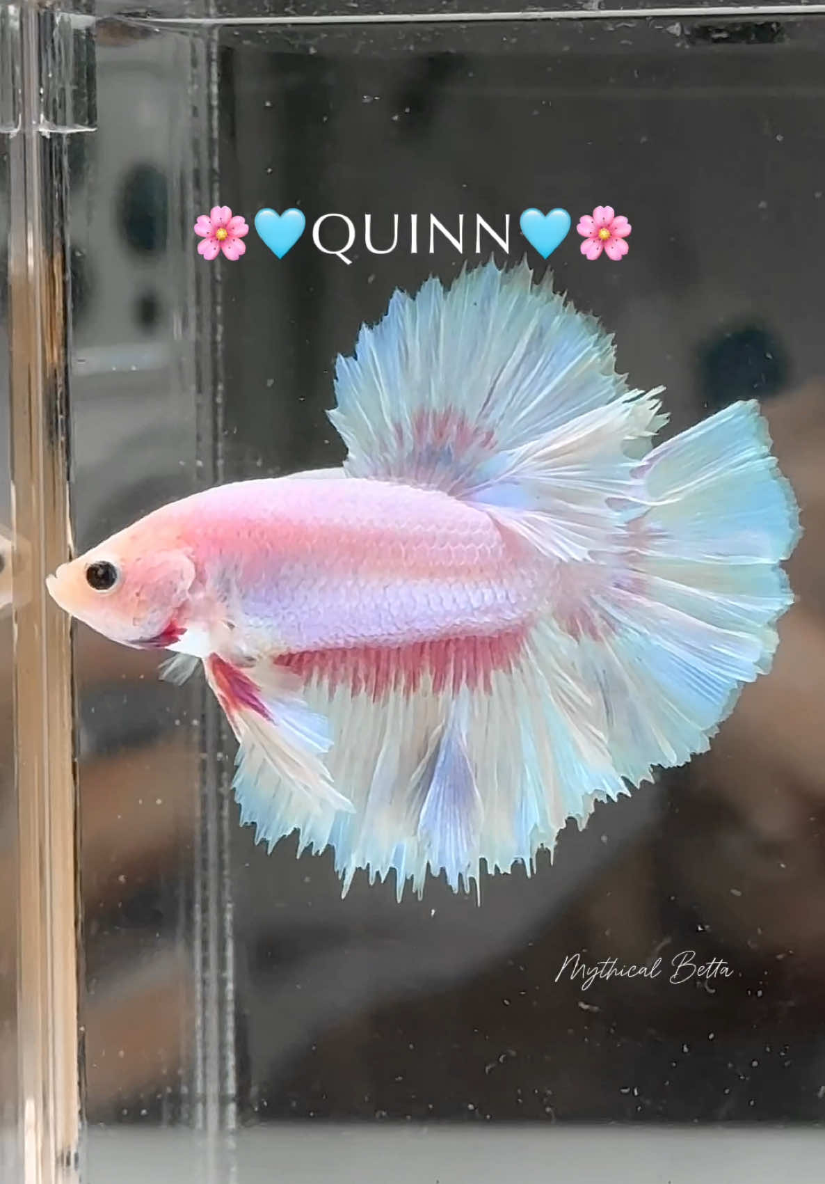 Pink sky blue 🌸🩵✨ Si Quinn pingin banget kalian bawa pulang katanya - ciee 😳🐟🫧 #kingrosetail #cupangrosetail #cupangkingrosetail #cupangindonesia #cupangcantik 