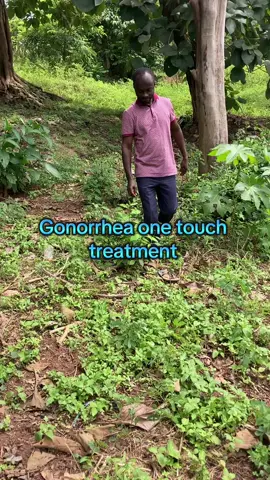 How to treat gonorrhea with a single and powerful herb known as cassia alata or senna alata. #herbsforhealth #gonorrheatreatment #fypシ゚vital🖤video_tiktok💞💕 
