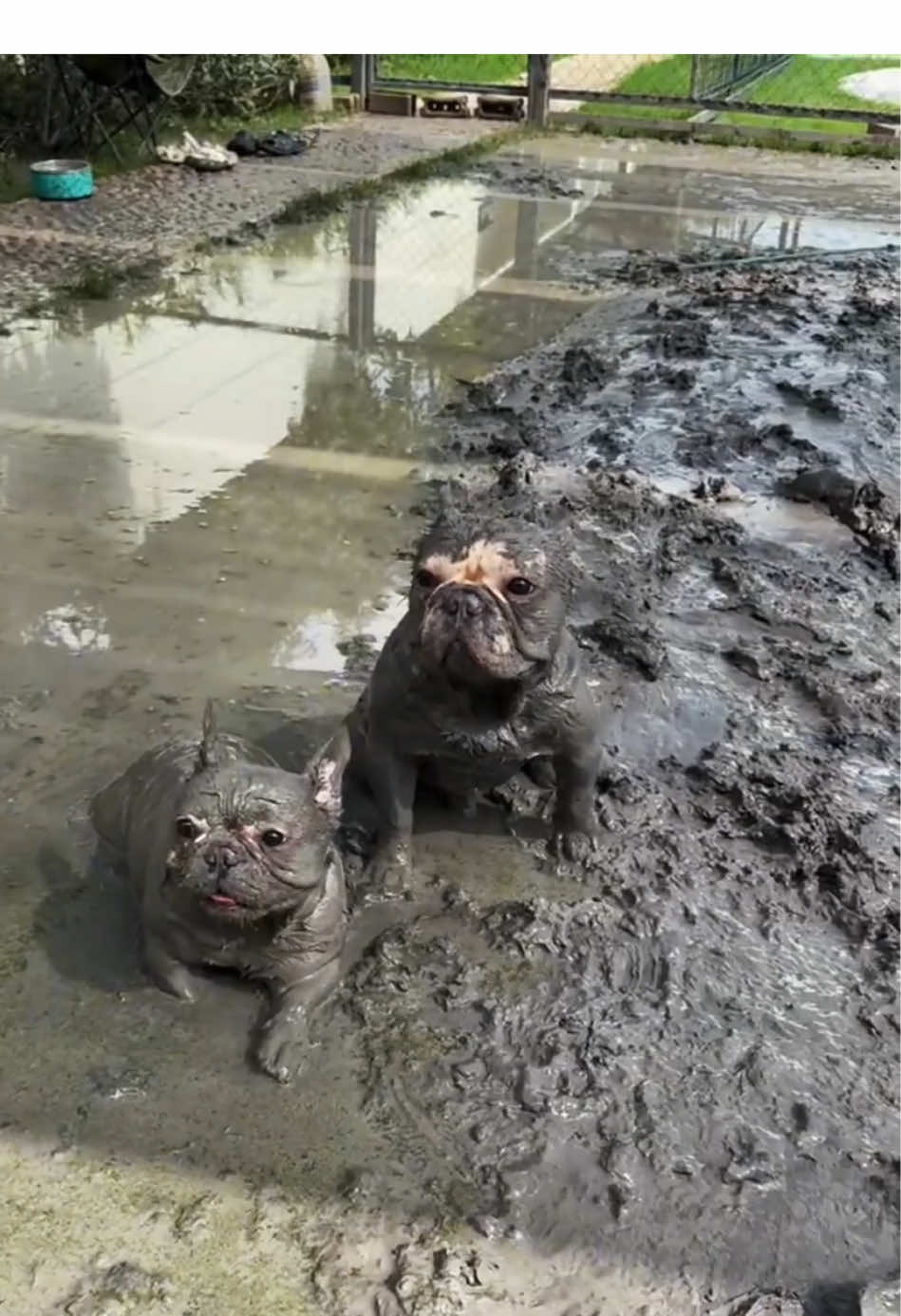 Do you mind if your dog plays in the mud?🐶🤣#dog #dogsoftiktok #funnydog #fyp #tiktok 