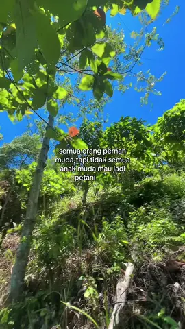 #petanimuda #petanicoklat #petanikakao #kakaosulawesi 