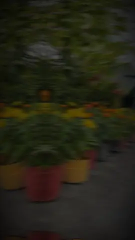 tết lại sắp tới rầu #viralvideo #tet2026♥ #xuhuongtiktok #tetnguyendan2026🧧🎆🧨 #TikTokAwardsVN 