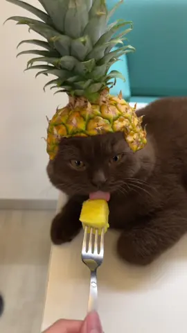 Pineapple cat 🍍#catsoftiktok #cattok #cat #funnycat #fyp 