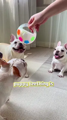 “3 Pup Play Hacks in 1 Toy! Tug, Forage & Freeze 🛠️ #PupPlayHacks #DogToy 