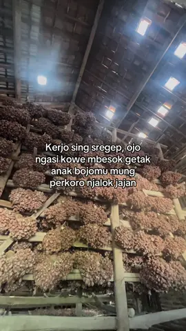 Bawang merah ft kedelai👍 #bibitbawangmerahnganjuk #bawangmerah #petaniindonesia🇮🇩🇮🇩🇮🇩🌿🌿 #fyp 