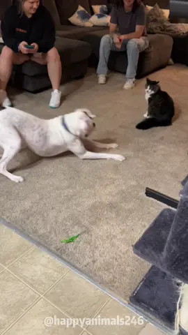 Boxer with a tail 💖😂#dog#funny #funnyvideos#fypツ #funnydog 