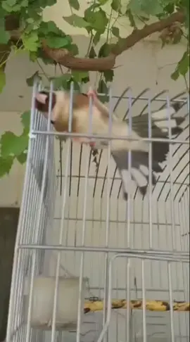 #الحسون  #ماشاءالله_تبارك_الله #LIVEIncentiveProgram #SideHustleLIVE #PaidPartnership 