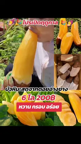 #บัวหิมะ #บัวหิมะดอยอ่างขาง #บัวหิมะสดจากดอย #บัวหิมะสด 