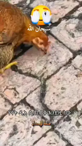 #ዱአ🤲 #ethiopian_tik_tok🇪🇹🇪🇹🇪🇹🇪🇹 #daewa #vayralvideo