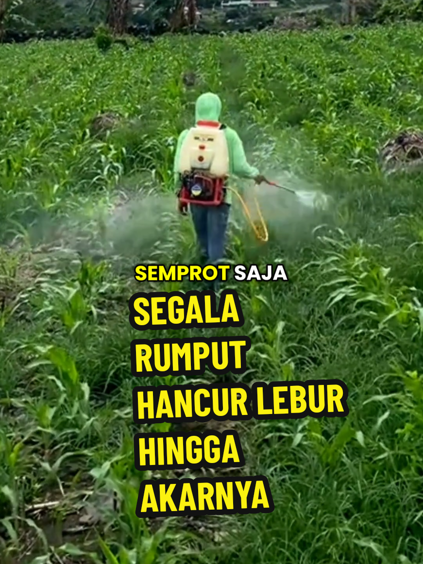 cara menumpas rumput agar cepat hancur lebur #racunrumputpalingampuh #racungulma #racunrumput 