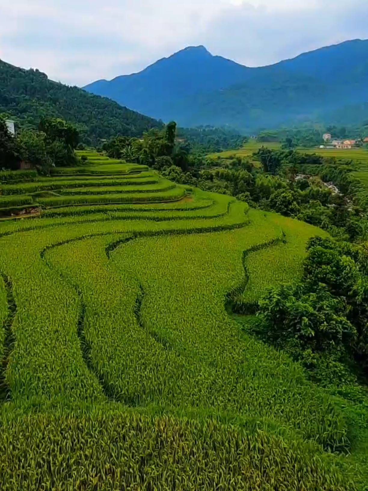 ĐÃ BAO NHIÊU LÂU RỒI BẠN CHƯA VỀ THĂM QUÊ 🥰 #binhlieu #colau #muavangbinhlieu2025 #colau #fpvqn 