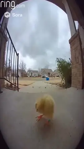 Omggg poor little thing. #fyp #like #fly #duck #wind 