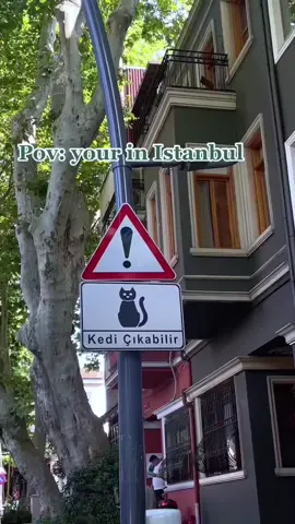 The soul of Istanbul cats 🐈💕#usa #funnymoments #cat #foryou #cute #funnyvideo #catsoftiktok #catlover 