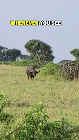 What you need to know about the African Cape  Buffaloes. www.jeniktours.com  #CapCut #fyp #fypage #trendingviralvideo #trendingvideo 