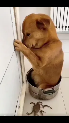 Nó làm con cua của tôi ra thế này, tôi có nên cho nó vào nồi thay 😂  #viralvideo #funnyvideos #dogs #fyp #trending 