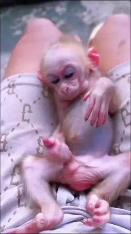 Baby Monkey Think Twice Pulling His Pipe Skin Loss Like Rubber 