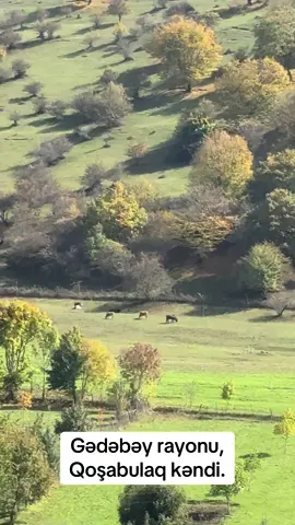 Payızın qızılı rəngə boyadığı qoşabulaq kəndində xəzəllər yavaş-yavaş yerə səpələnir, külək isə sanki təbiətin xatirələrini pıçıldayır. 🍂