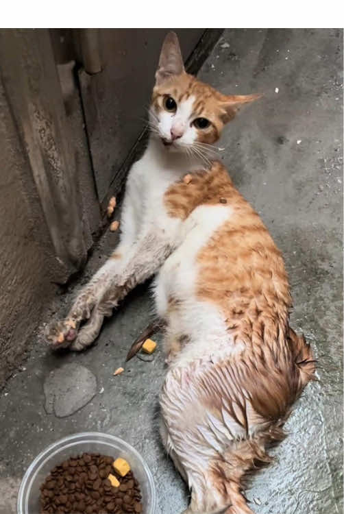 He lay in the gap, crying out, fighting for life#cat #catsoftiktok #rescuecat #help #abandoned #adoptdontshop #straycat #rescueanimals #animalsoftiktok 