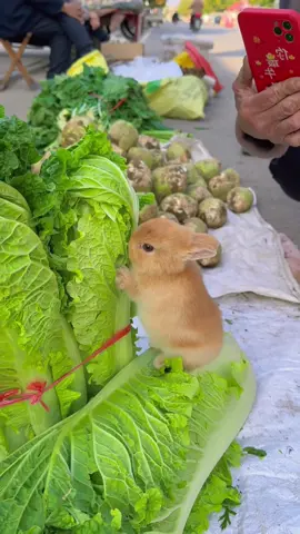 Little rabbit in market #rabbit #cute #eat #fyp #asmr 
