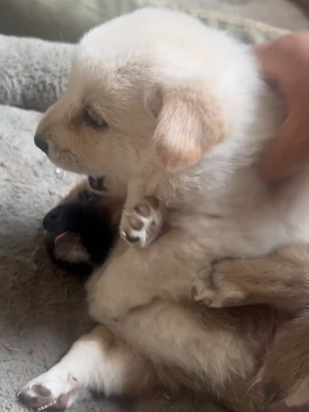 #cutedogvideo #foryoupage❤️❤️ #dogloversfeed #viralvideos #doggo