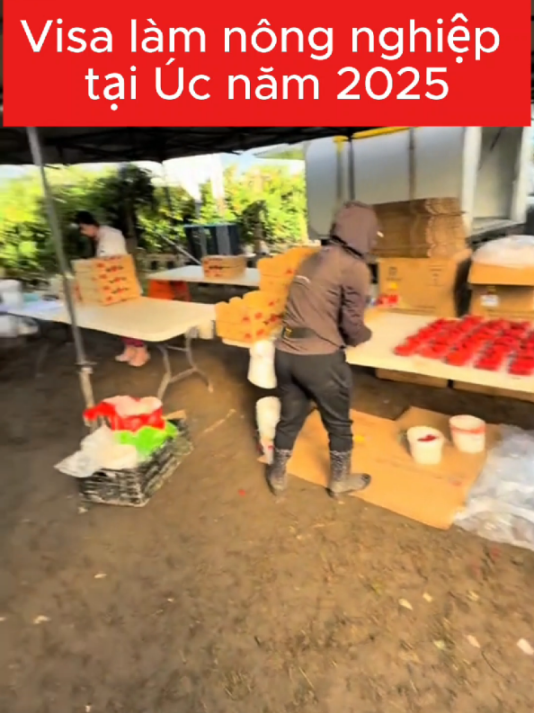 úc mở cửa cho lao động nông nghiệp việt nam, thu hoạch hoa quả #úc #trending #viral #xuatkhaulaodong #visanongnghiepuc 
