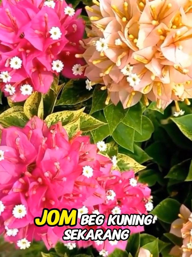 #bajabungakertas #bajabungakertaslebat #bajabungakertasagrofarm 