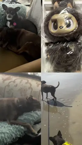 #fyp #dogsoftiktok #zimomo #commentlikeshare #oldbroads 