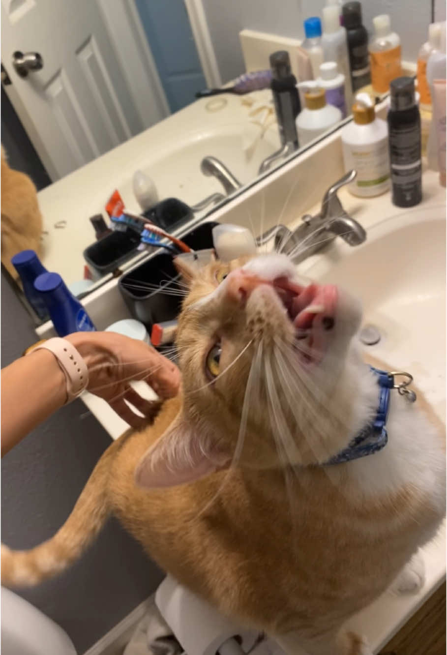 Cats like to be petted #fentysuperbrandday #funnycat #cats #catsoftiktok #tiktok 