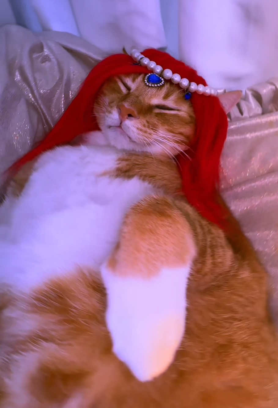 Hachimi#cat #bajiecat #fyp #cutcat #egypt 