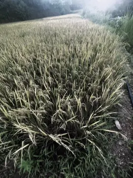 水晶很脆弱，夕阳很快就会褪色。人心难测，相聚又分崩离析！ “Pha lê dễ vỡ, hoàng hôn chóng tàn. Lòng người khó đoán, hợp rồi lại tan!”