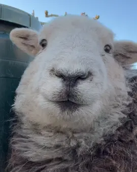 Today him sadly 😟#herdy_herdwick #fyp #fypシ #viral #viralvideo 