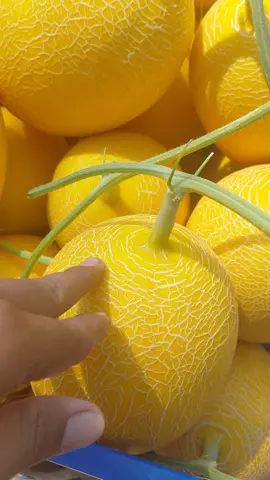 sess muak#grenhouse #petaniindonesia🇮🇩🇮🇩🇮🇩🌿🌿 #petanimuda #lavender 