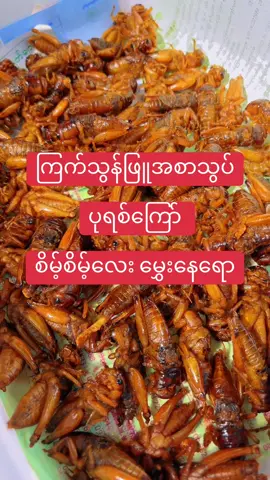 #ရွှေမန်းသူပုရစ်ကြော် #ယမင်းသူပုရစ်ကြော် #အစာသွပ်ပုရစ်ကြော် #ပုရစ်ကြော်လက်လီလက်ကား #အားပေးသူတိုင်းကိုကျေးဇူးတင်ပါတယ်😘😘😘 @ရွှေမန်းသူပုရစ်ကြော် 