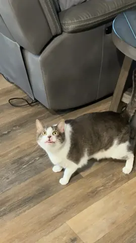 Cat's powerlessness #Cat#Cats#Kitten#Kittens#Meow