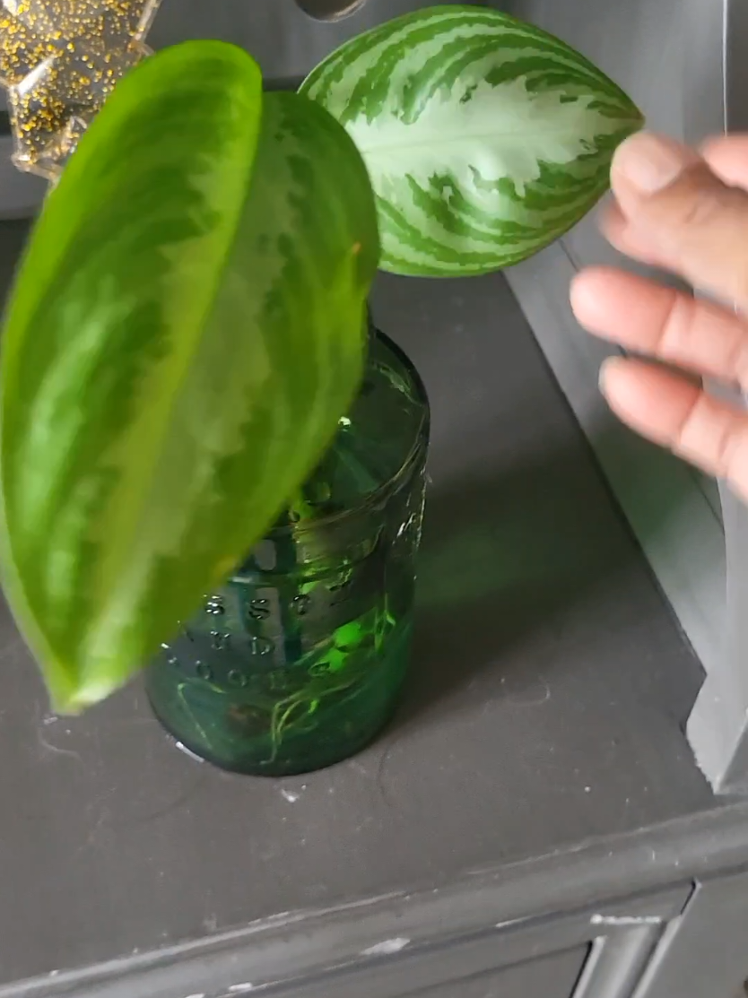 I NUTURED HER BACK TO LIFE! #PLANTMOM #fyp 