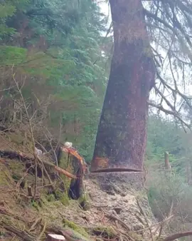 Diskaun 50% untuk 99 pelanggan pertama! Beli hari ini untuk mendapatkan harga terbaik!